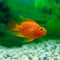 Red Blood Parrot Cichlid in aquarium plant green background. Funny orange colourful fish - hobby concept