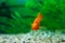 Red Blood Parrot Cichlid in aquarium plant green background. Funny orange colourful fish - hobby concept