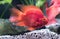 Red blood parrot fish in fresh water.