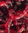 Red bloodworm worm as a background.