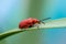 The red bloody nosed beetle