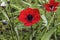 Red blooming anemones on a sunny summer day