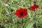 Red blooming anemones on a sunny summer day