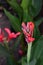 Red Blooming Asian Canna Flowers