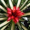 Red blooming bromeliad flower.