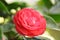 Red blooming camellia flower within greenery