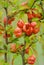 Red blooming Chaenomeles japonica