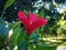 Red Blooming Chinese Hibiscus Flower Between In The Garden With Natural Bokeh Morning Sun Light