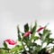 Red blooming christmas cactus - Zygocactus Schlumbergera