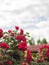 Red blooming climbing rose against a cloudy sky in the garden