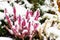 red blooming erica, calluna vulgaris, with snow cover