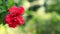Red blooming hibiscus blowing in the wind on blurred green nature background