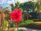 Red blooming hibiscus flower in tropical garden