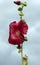 Red blooming hollyhock in front of light blue sky
