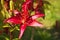 Red blooming lilies