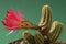 Red blooming peanut cactus (Echinopsis)