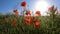 Red blooming poppies green grass brightly shining sun blue sky sunny spring day