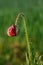 Red blooming poppy surrounded by green grass in a spring meadow