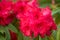 Red blooming rhododendron - closeup Alpine rose