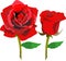 Red Blooming Rose Flower Flora Vector Illustration