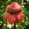 Red blooming torch ginger flower