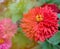 Red blooming Zinnia genus of annual and perennial herbs