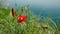 Red blossom flower in spring on the coast, green grass, mountains and blurred sea. 3840x2160. 4k