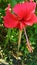 Red blossom hibiscus flower in the yard