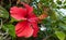 Red blossom - Hibiscus rosa-sinensis