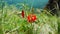 Red blossom lilies in spring on the coast, green grass, mountains and blurred sea. 3840x2160. 4k