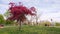 Red blossom tree in park