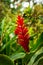 Red blossom, Zingiber, tropical, Caribbean, Dominican Republic