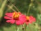 Red blossom, The zinnia elegan