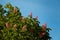 Red blossoming chestnut tree flowers, hybrid aesculus pavia on blue sky background. Springtime blossom