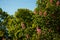 Red blossoming chestnut tree flowers, hybrid aesculus pavia on blue sky background. Springtime blossom