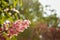 Red blossoming chestnut tree flowers, hybrid aesculus pavia. Springtime blossom