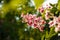 Red blossoming chestnut tree flowers, hybrid aesculus pavia. Springtime blossom