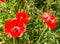 Red blossoming poppies in Vietnam