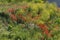 The red blossoms of corn poppy and yellow field mustard in the green meadows of nature