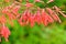 Red blossoms of a firecracker plant