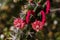 Red blossoms on Octopus cactus, Sonoran desert.