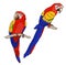 Red and blue big parrots ( macaw ), sitting on the branch. Exotic birds. Vector hand drawn illustration