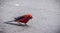 Red blue black crimson rosella platycercus elegans parrot