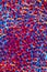 Red and blue cell walls of seaweed, abstract micrograph.