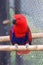 Red blue electus parrot