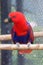 Red blue electus parrot