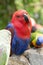Red Blue Electus Parrot