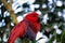 Red and blue Electus Parrot Eclectus roratus