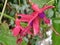 Red and blue fuchsia growing wild in the hedgerow