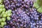 Red or blue grapevines and green grapes background, harvesting and wine